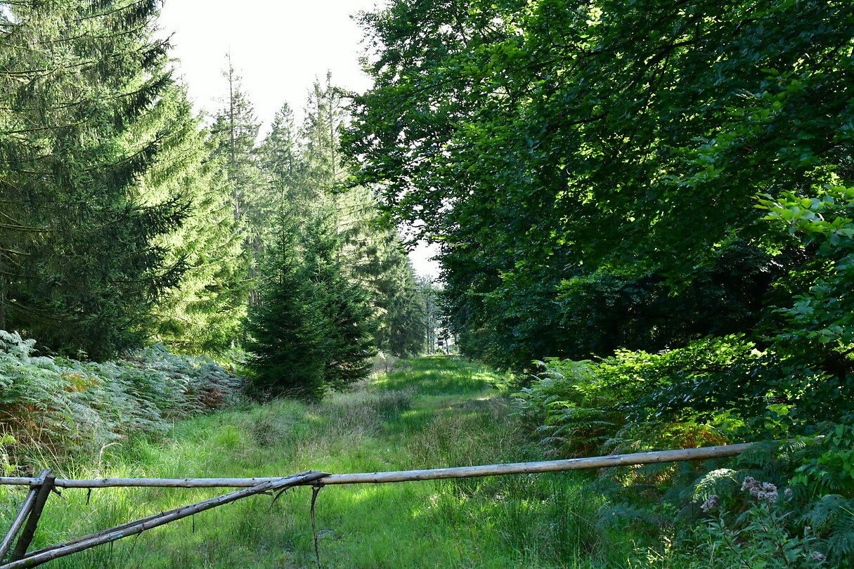 DSC_1133