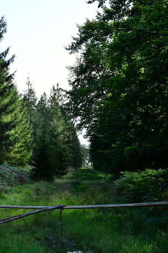 DSC_1135