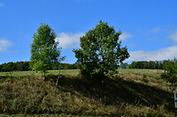 DSC_1164