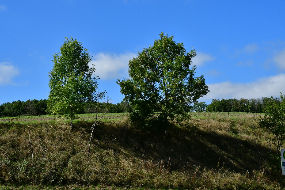 DSC_1164