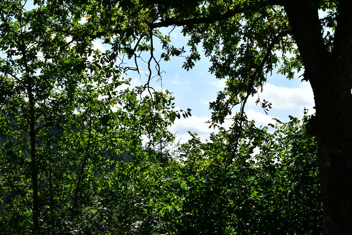 DSC_1151