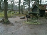 schapen
