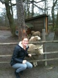 schaap