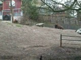 bison