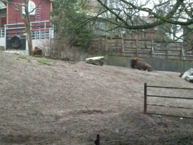 bison