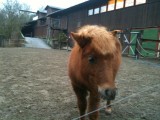 pony