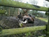 eland