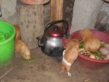 DSCN0861