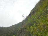 condor