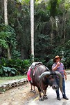 waterbuffalo