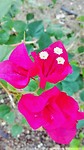 IMG_20170303_075658