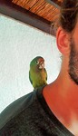 Pancho