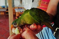 Pancho, altijd honger