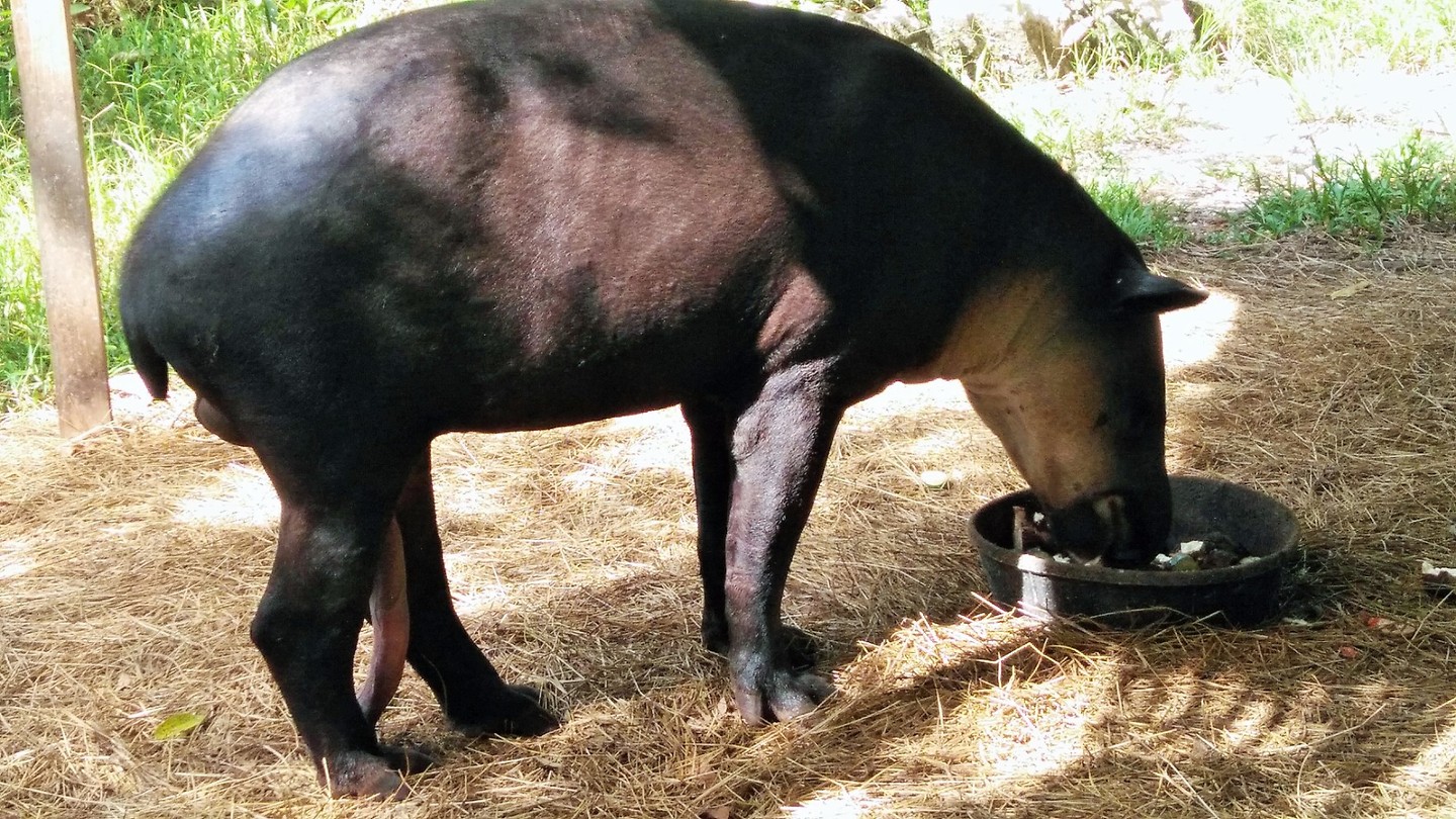 vijfbenige okapi