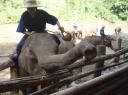 elephant camp-550