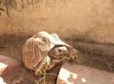 turtle at our guesthouse-550