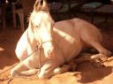 DSC01988-550