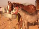 DSC02338-550