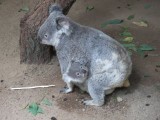 Koala WildlifePark