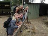 WildlifePark Kangaroo