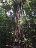 Rain Forest tour onwijs grote boom