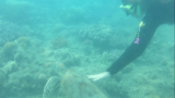 Whitsundays snorkelen