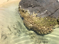 Champagne Pools, super helder water met coole visjes!