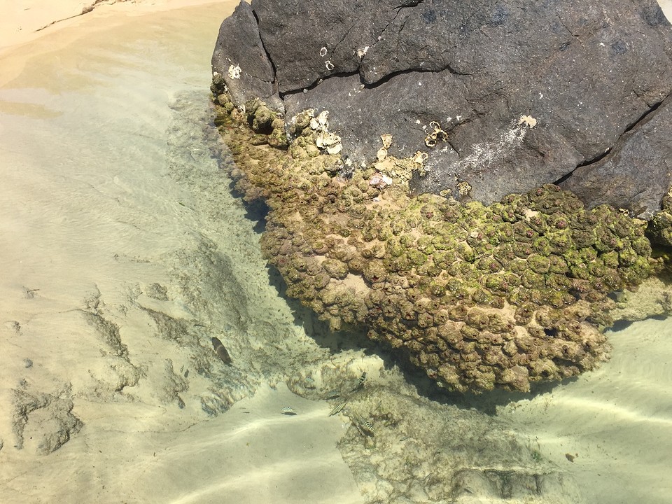 Champagne Pools, super helder water met coole visjes!