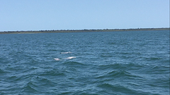 Dolfijnen gespot op de ferry richting Fraser Island