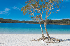 Fraser Island Lake Mckenzie