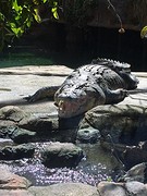 Krokodill bijt in je bil