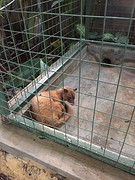 Luwak kat