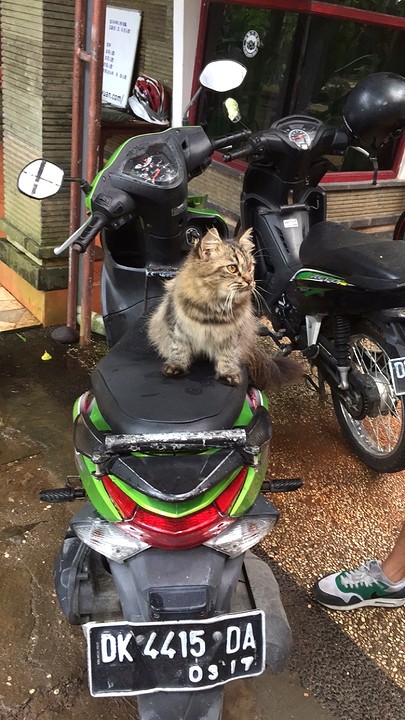 Onze scooter en een knuffel katje