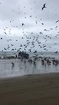 Vis wordt aan land gebracht!