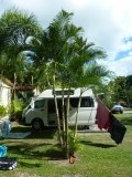 Ons plekje op de camping in Airlie Beach