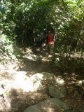 Rainforest walk