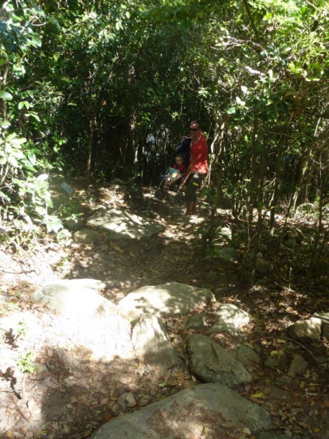 Rainforest walk