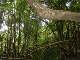Rainforest walk