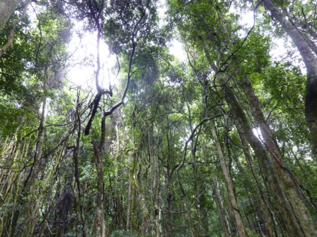 De walkway