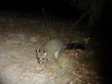 Possum