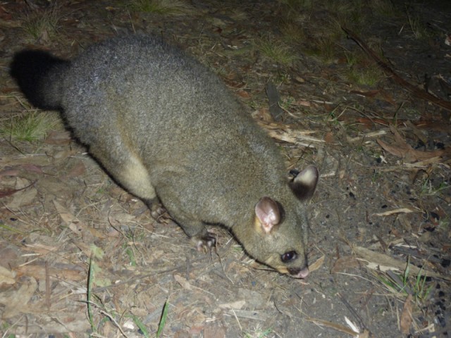 Possums op de free camping