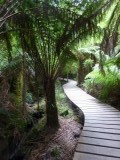 Een rainforestwalk