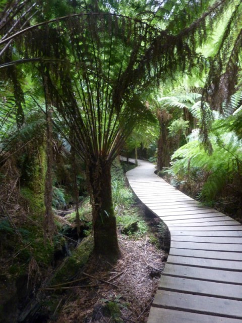 Een rainforestwalk