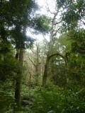 Rainforest
