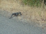 Een Heath Goanna