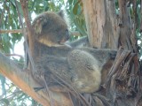 De eerste koala gespot!