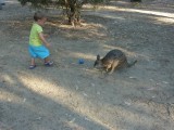 Levi speelt met de kangoeroe
