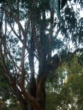 Meneer Koala