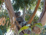 De Koala Walk