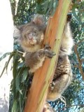 Wakkere koala!